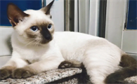 暹罗猫和巴厘猫区别是什么？感兴趣的来看看吧