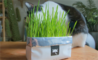 猫草好还是化毛膏好