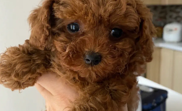 新手可以养哪些小型犬？这几种比较推荐