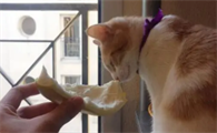 一文带你了解,猫能不能吃柚子?
