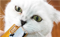 幼猫一天能吃多少猫条