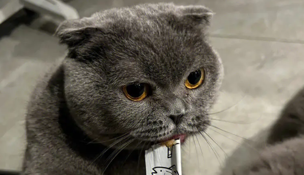 一个猫条多少钱