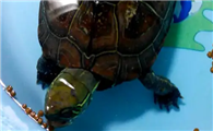 龟粮制作视频教程