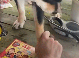 柴犬帮主人刮出大奖，却被奖励“绝育”礼包
