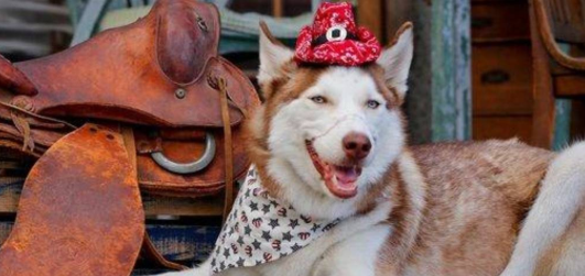 今日科普：治愈犬是什么意思？