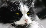 猫的灵异玄学知识
