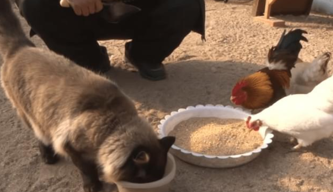 宠物猫成了“鸡圈”管家，从未离开鸡圈半步