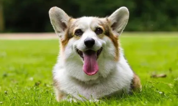 你们说，纯种柯基犬价格多少钱一只？