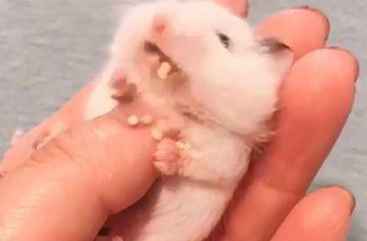 怎么让仓鼠吐粮