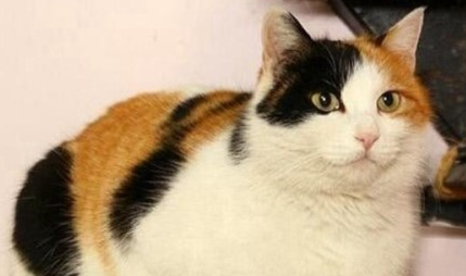 品种猫为什么比土猫乖？本文告诉你