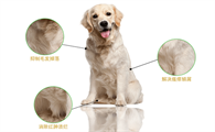 狗狗怀孕能体内驱虫吗