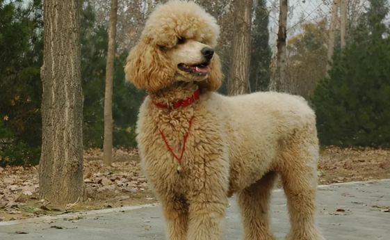 巨型贵宾犬几个月成年