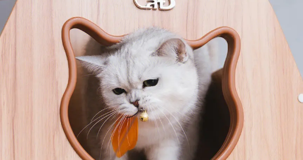 英短猫为什么不能养?原因有这些…… 英短猫为什么不能养?原因有这些……