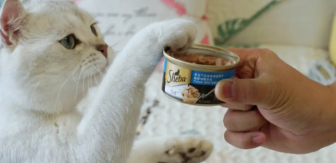猫罐头一次喂多少才合适? 猫罐头一次喂多少才合适?