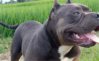 美国恶霸犬哪里有卖