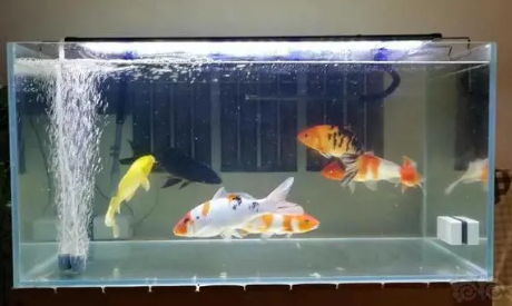 鱼缸该如何换水