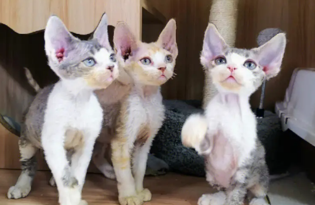 德文卷毛猫基因缺陷，主人需要了解