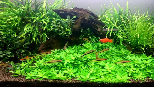 鱼缸底铺什么水草 鱼缸底铺什么水草