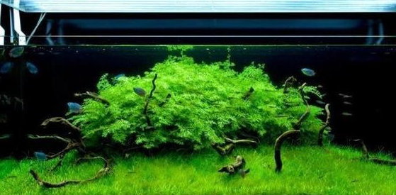 鱼缸里要放水草吗 鱼缸里要放水草吗