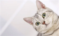 猫咪要生了一直叫怎么办？这篇文章帮你分析到位