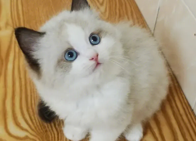 布偶的眼睛多久变蓝？这篇文章有答案！