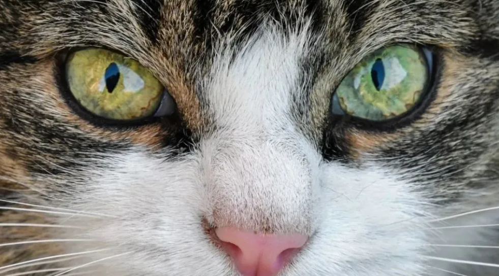 猫咪的眼睛变成一条线是什么意思 猫咪的眼睛变成一条线是什么意思