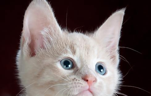 猫不养双什么意思呢?可以来看看哦~ 猫不养双什么意思呢?可以来看看哦~