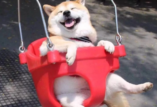 安静不扰民的小型犬 安静不扰民的小型犬