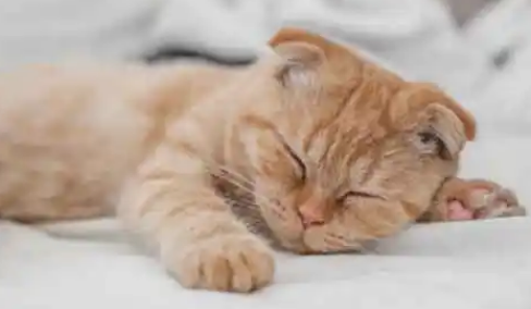 猫呼噜声像卡了痰一样?这是为什么? 猫呼噜声像卡了痰一样?这是为什么?