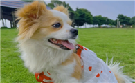 蝴蝶犬认主人的表现?具体哪些表现?