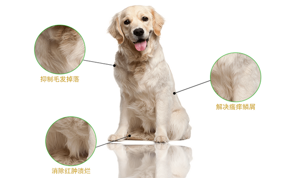 狗狗怀孕能体内驱虫吗