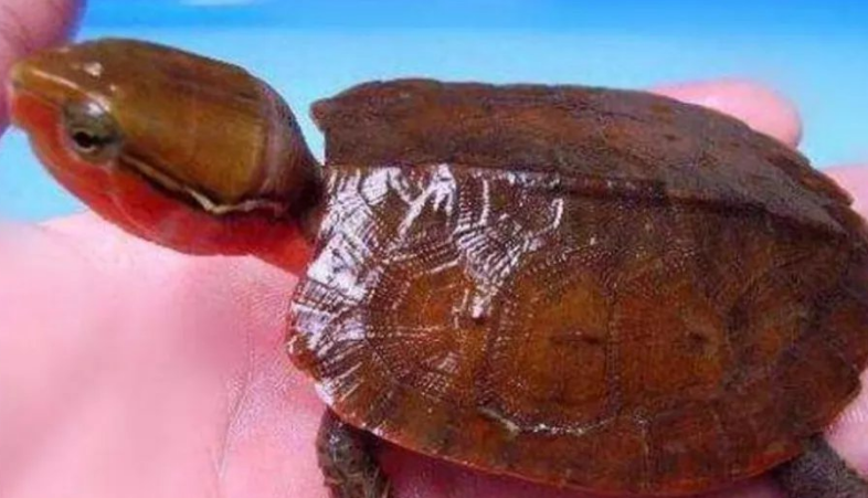 大头乌龟怎么会追人?这是什么缘故? 大头乌龟怎么会追人?这是什么缘故?