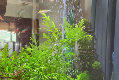 鱼缸里适合放水草吗