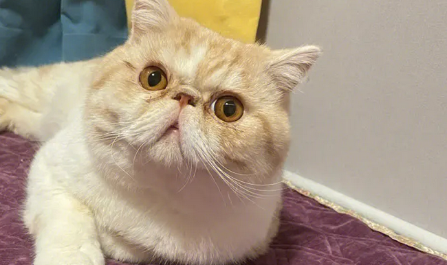加菲猫幼猫价格是多少