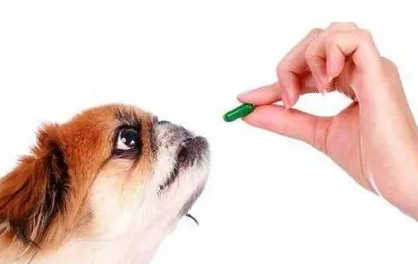 宠物为什么驱虫