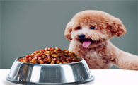 幼犬能吃什么食物?一般是这些
