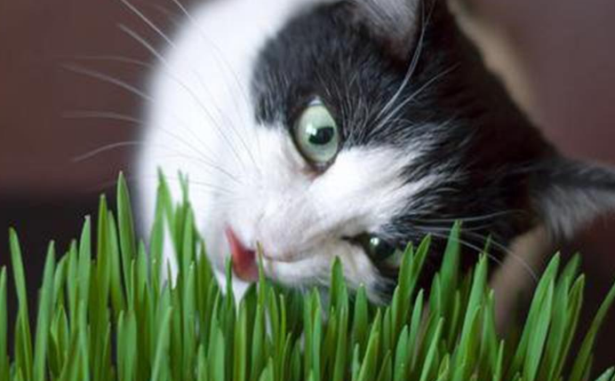 猫草有野生的吗 猫草有野生的吗