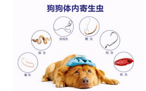 狗狗体外驱虫过敏能自愈吗
