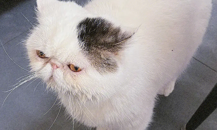 加菲猫不爱干净，你还喜欢吗？