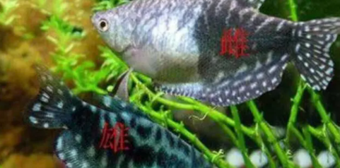 鱼缸水草怎么放置