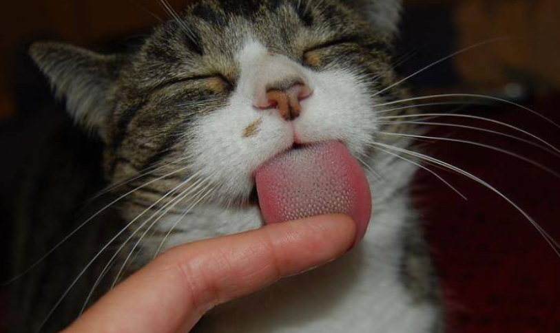 猫咪会把主人当成配偶吗