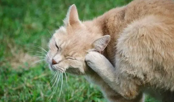 猫咪体外驱虫方法