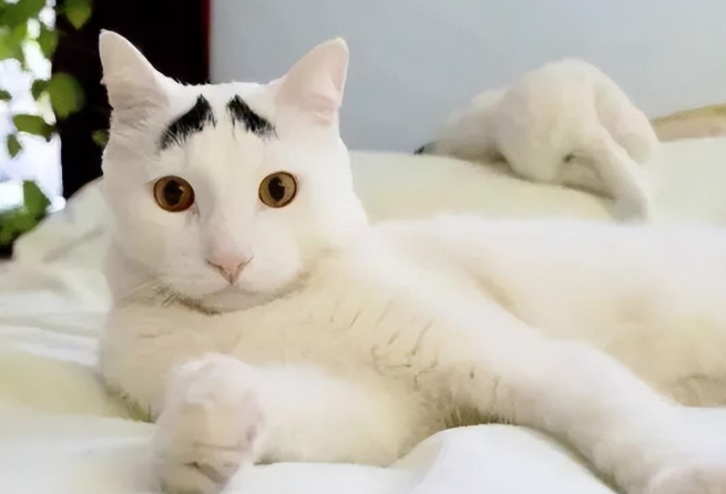 我的猫和我撞脸啦,长得一模一样! 我的猫和我撞脸啦,长得一模一样!