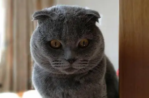 萌宠小知识：英短蓝猫为什么有折耳？