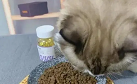 鱼油怎么给猫咪吃