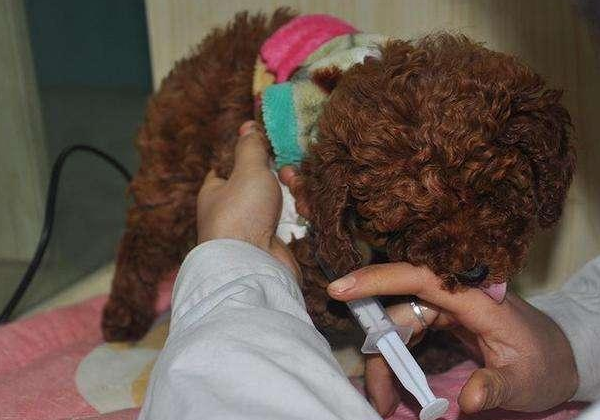 狗狗生病咳嗽吃什么药