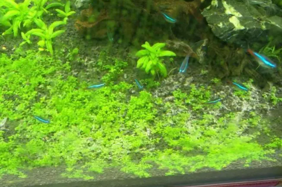 1.2米鱼缸用多少水草泥