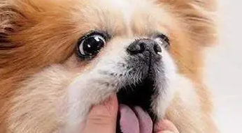 如何给狗体内驱虫