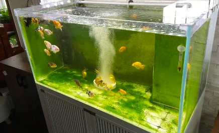 净化鱼缸水质的方法 净化鱼缸水质的方法