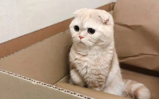 猫咪喜欢吃醋吗?答案在这里! 猫咪喜欢吃醋吗?答案在这里!
